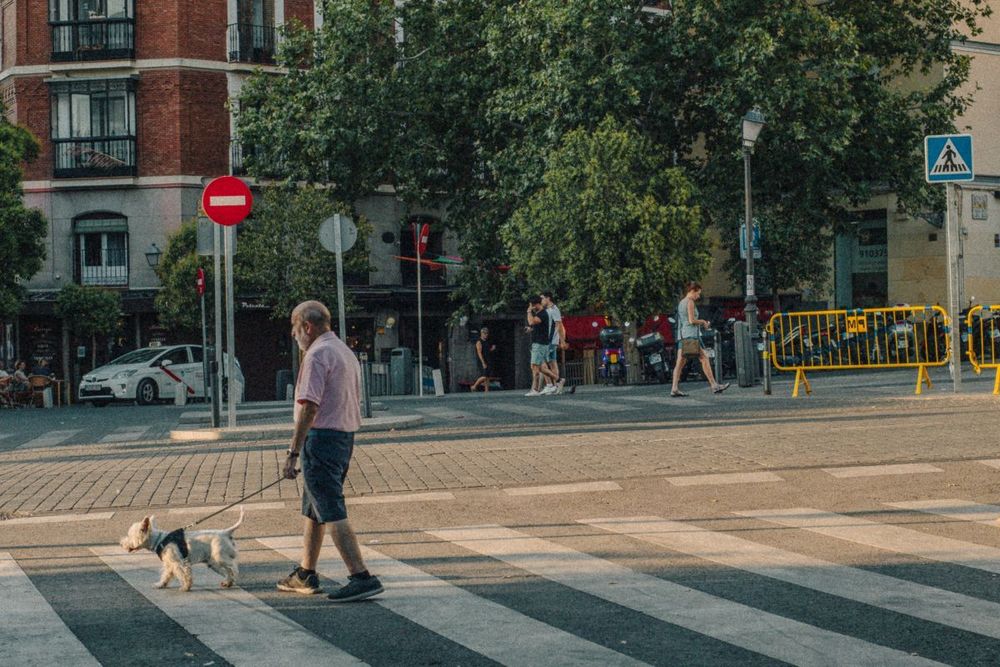 Older man walking a dog under golden afternoon light.