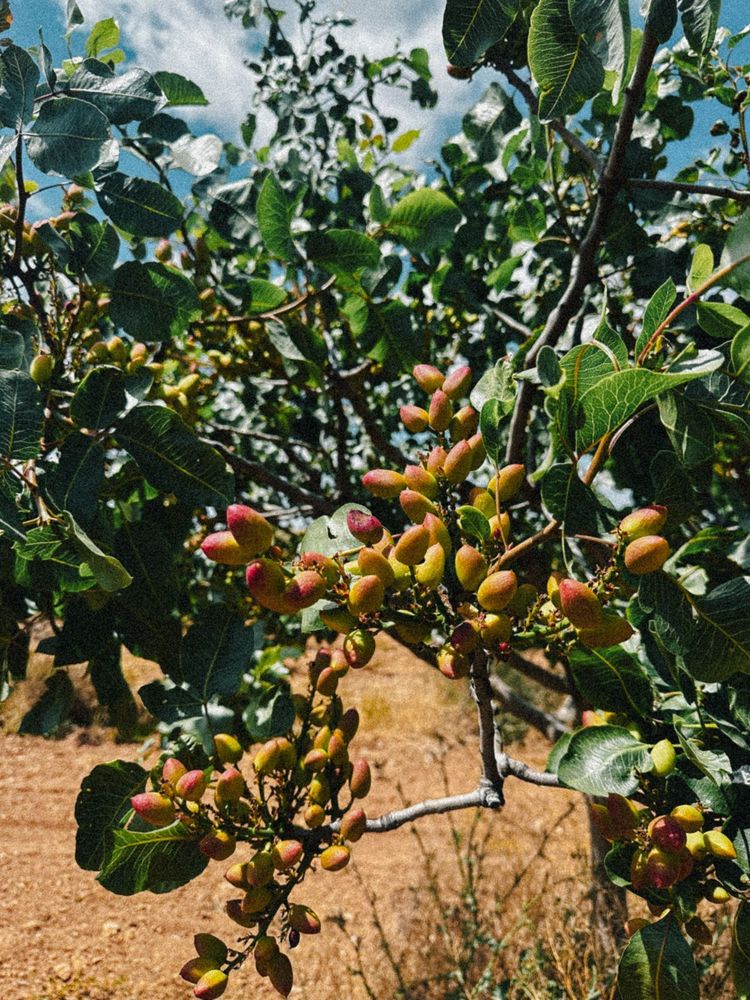 Pistachos Alpha